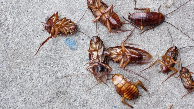 KISS Pest Control – photo