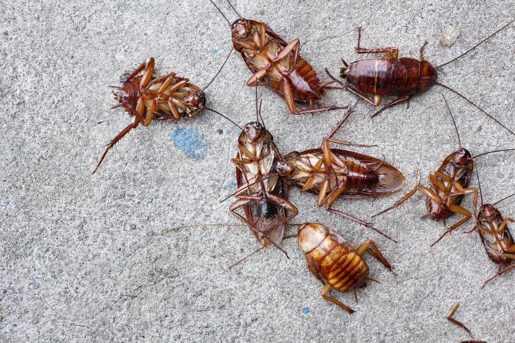 KISS Pest Control – photo