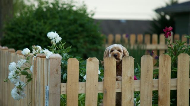 fencing stock image