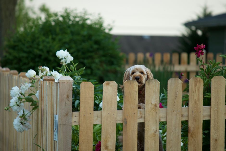 fencing stock image