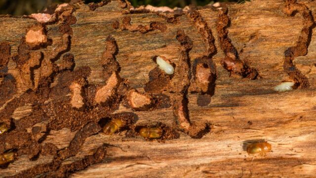 pest-control stock image