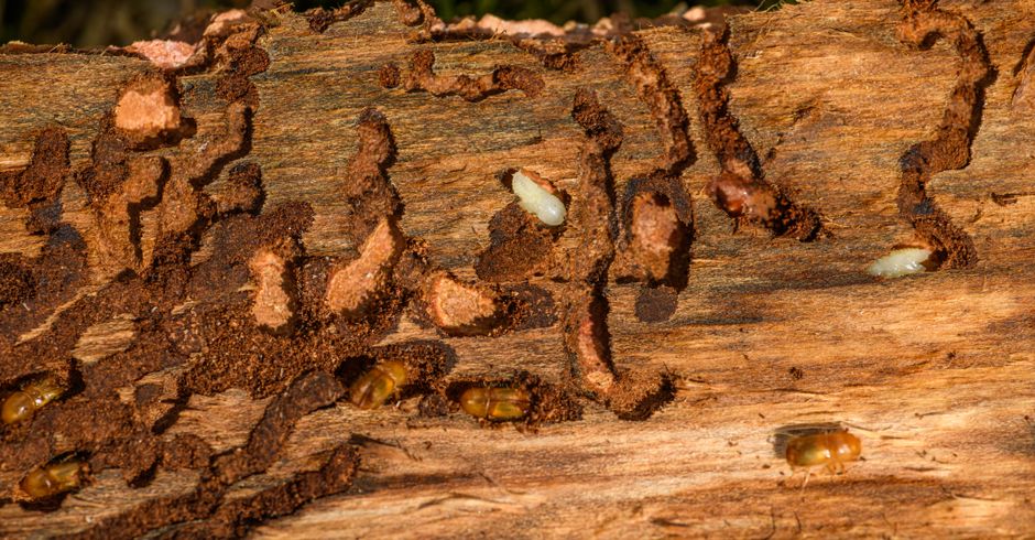 pest-control stock image