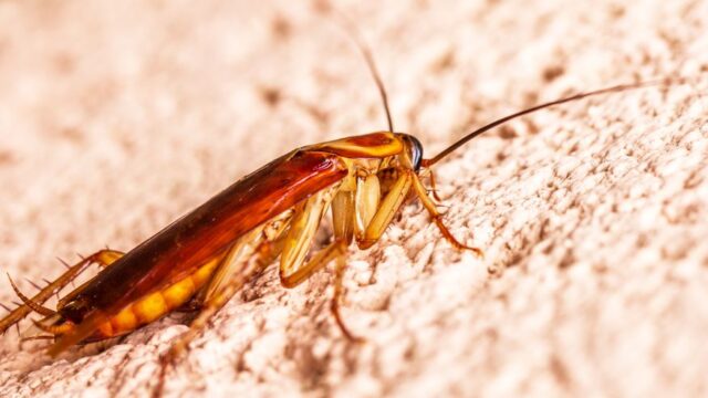 pest-control stock image