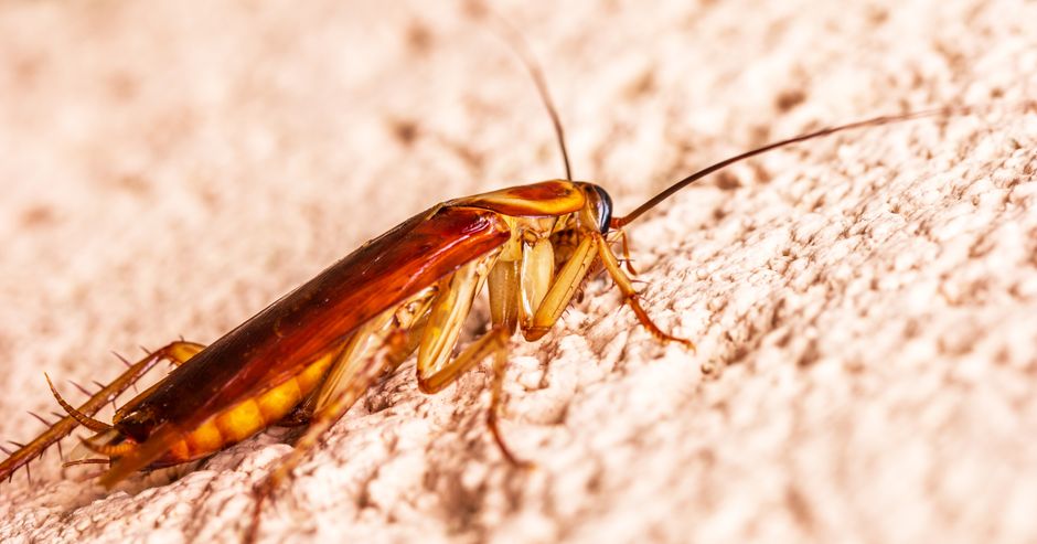 pest-control stock image