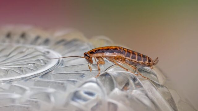 pest-control stock image