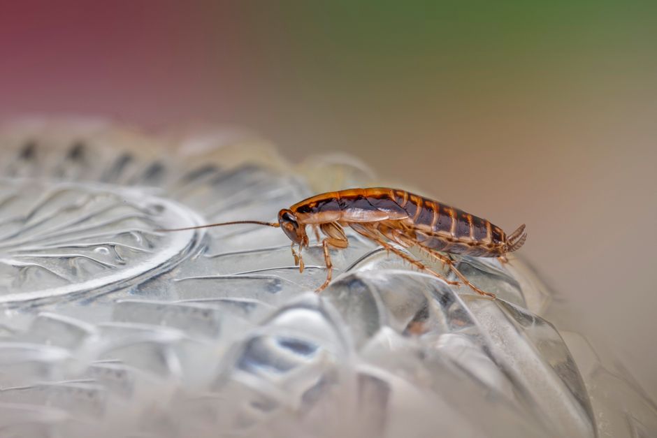 pest-control stock image