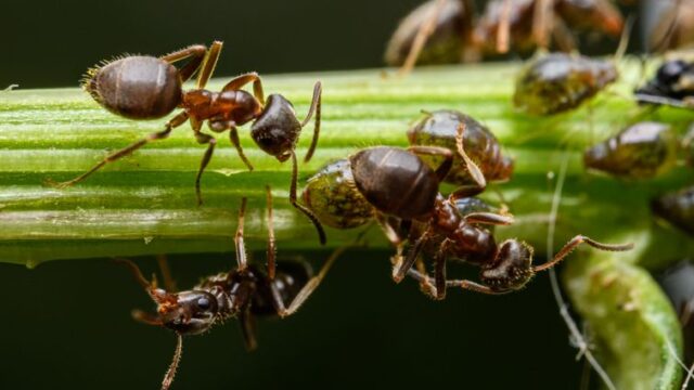 pest-control stock image