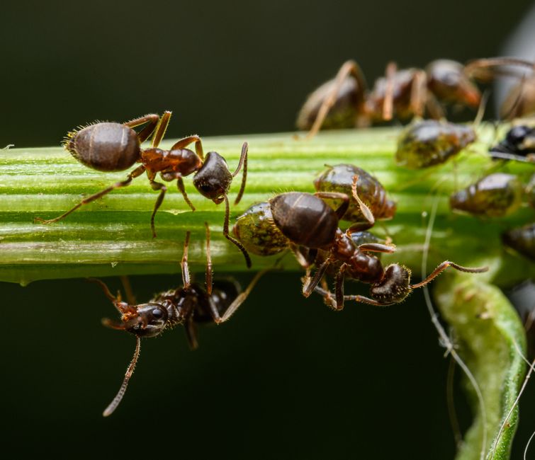 pest-control stock image