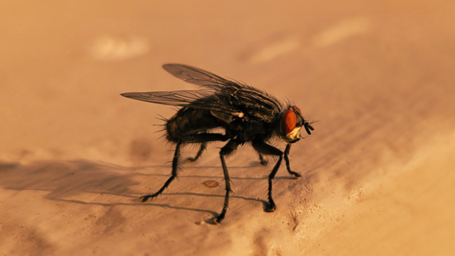 pest-control stock image