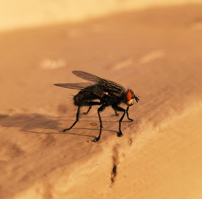pest-control stock image