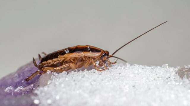 pest-control stock image