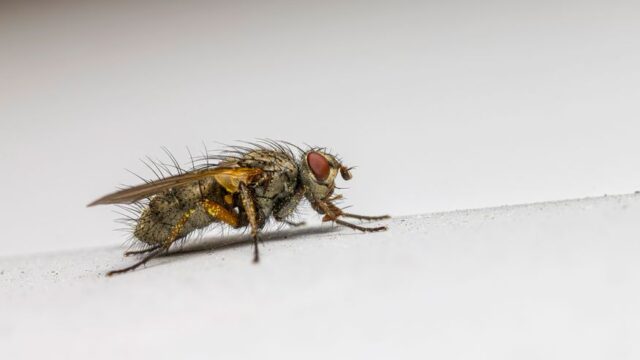 pest-control stock image