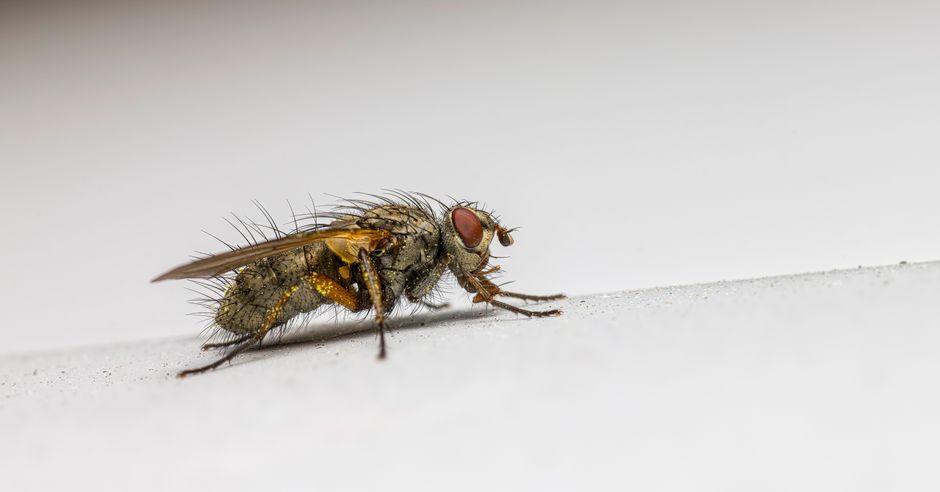 pest-control stock image