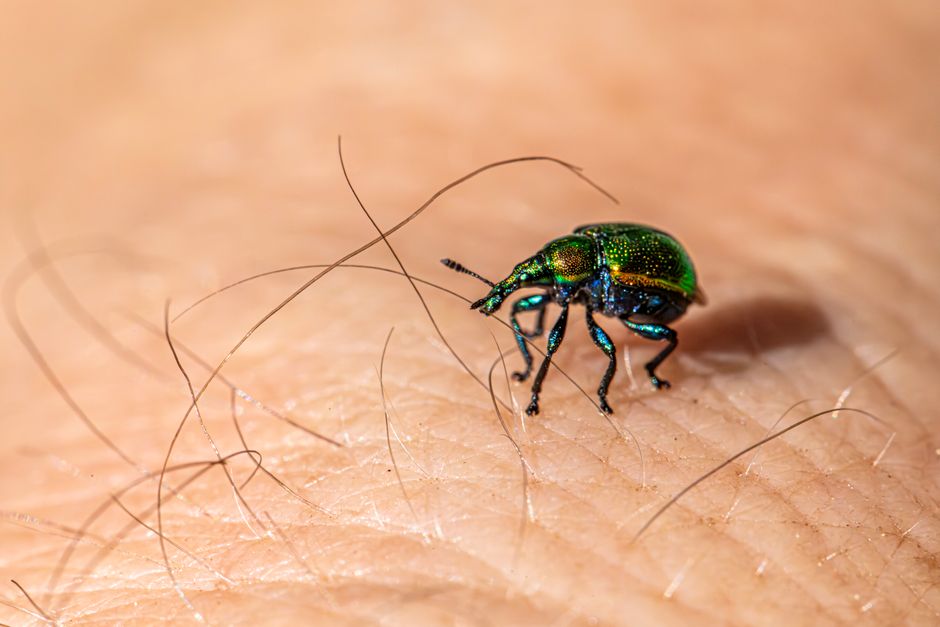 pest-control stock image
