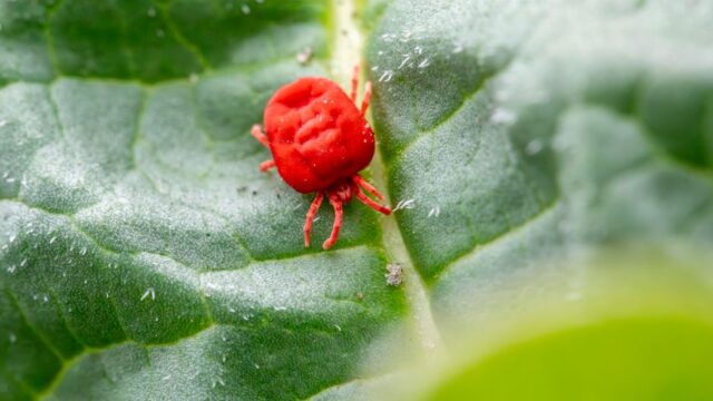 pest-control stock image