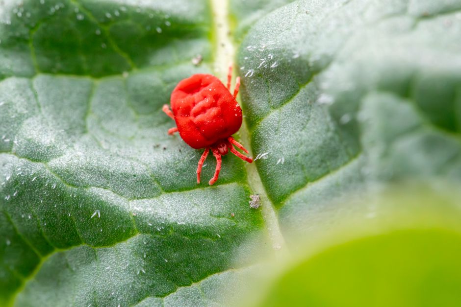 pest-control stock image