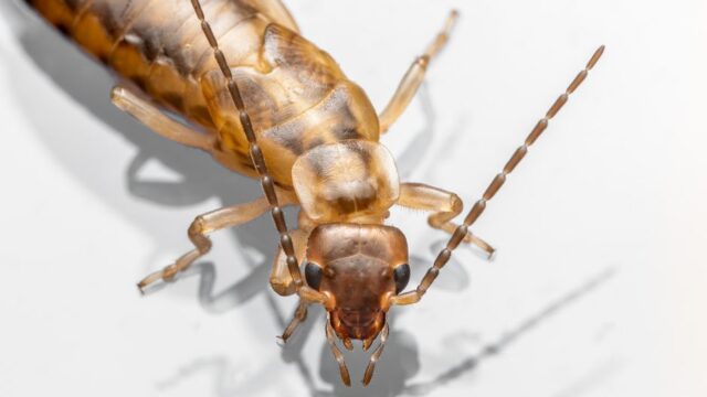 pest-control stock image