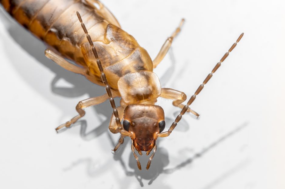 pest-control stock image