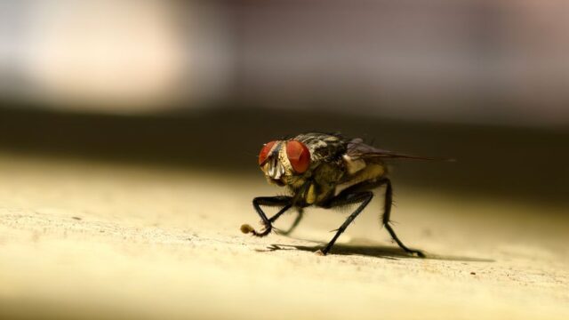 pest-control stock image