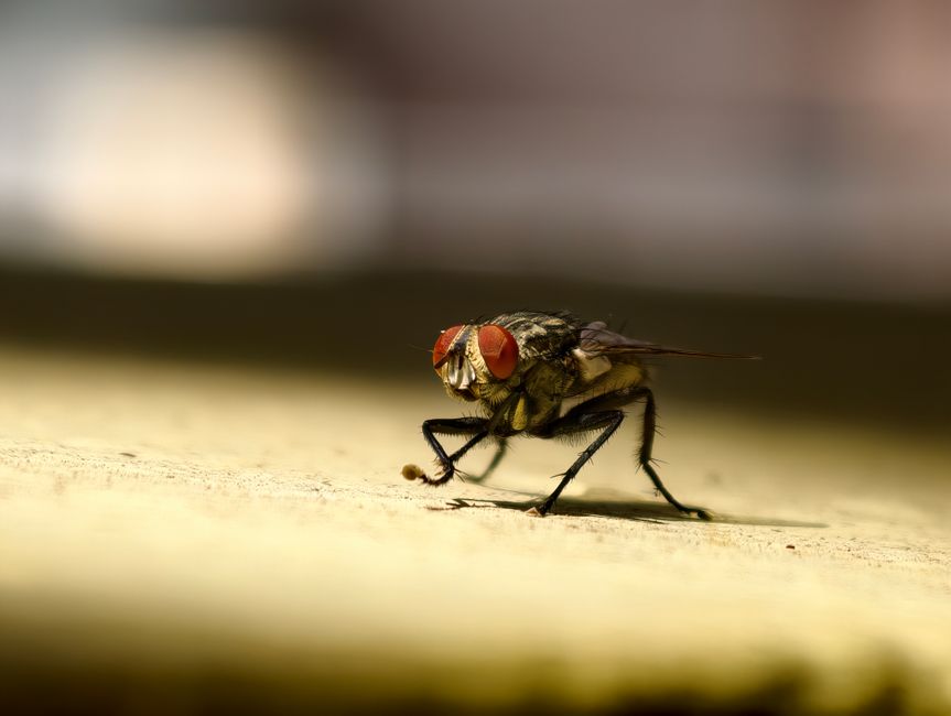 pest-control stock image