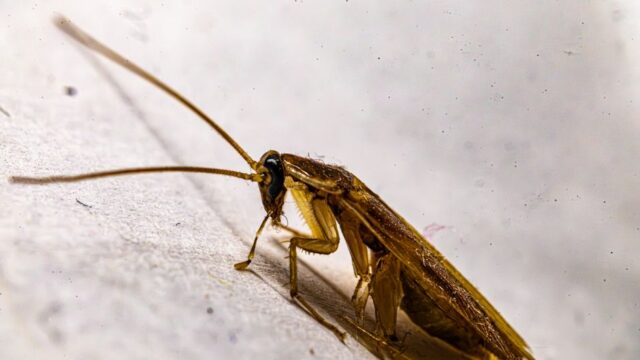 pest-control stock image