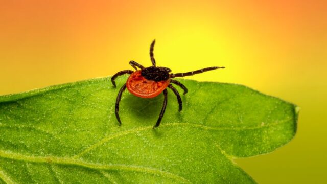 pest-control stock image