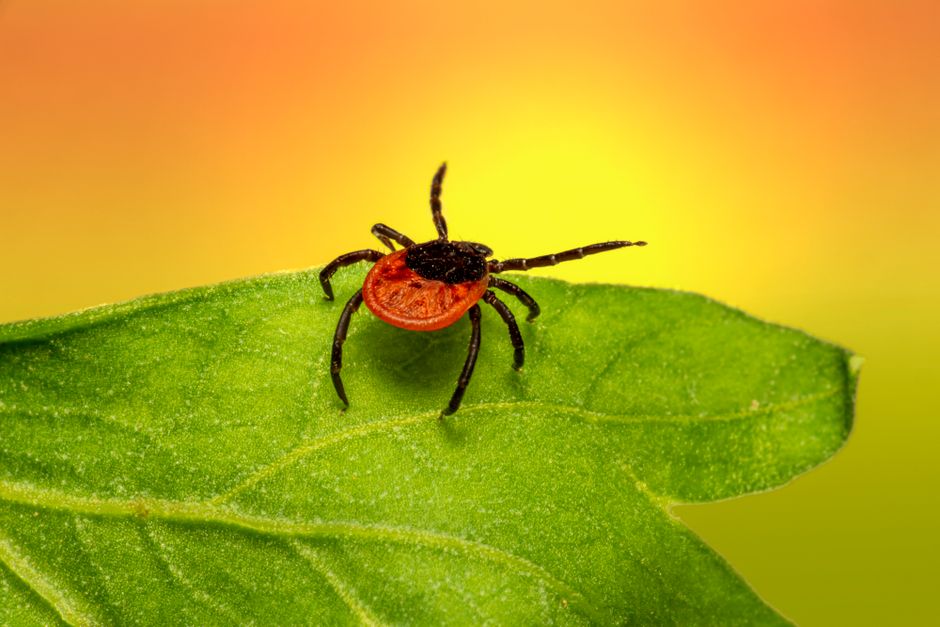 pest-control stock image