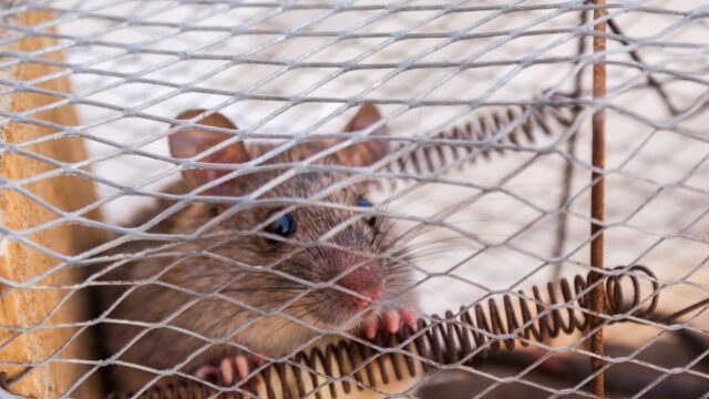 pest-control stock image