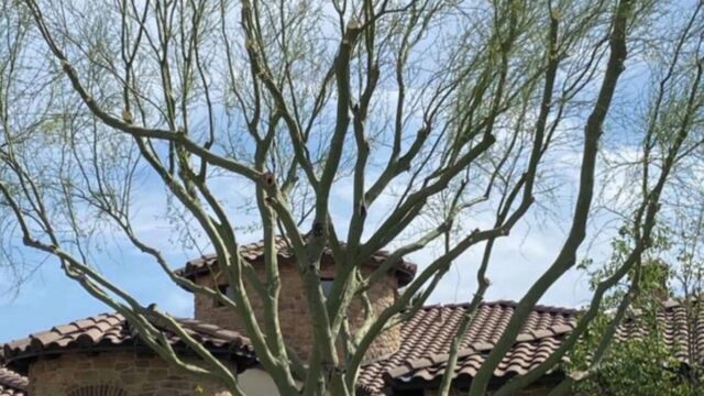 Perez Palm & Tree Trimming LLC – photo