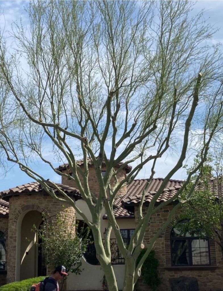 Perez Palm & Tree Trimming LLC – photo